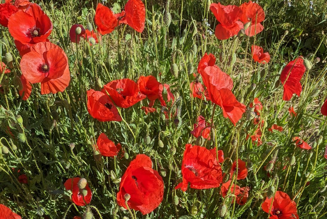 Papaver rhoeas