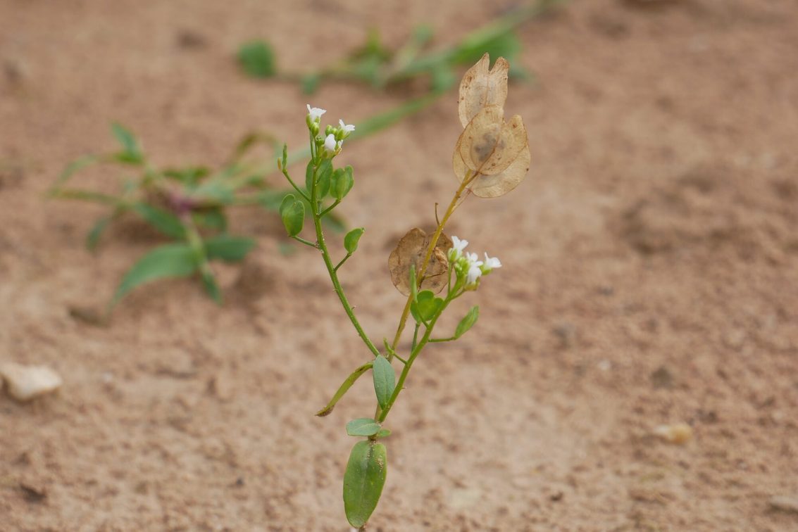 Thlaspi arvense