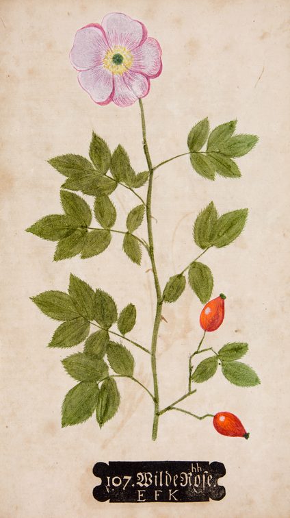 Johann Hieronymus Kniphof's "Naturselbstdruck" (Erfurt 1733).