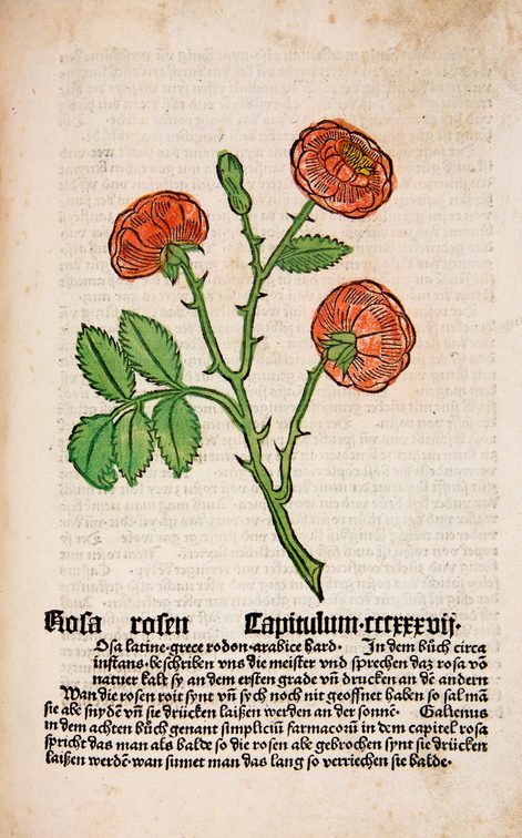 Johann Wonnecke von Kaub's "Gart der Gesundheit" (Mainz 1485).