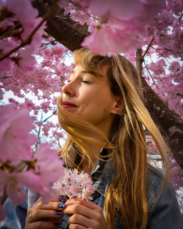 أزهار الكرز ماينز