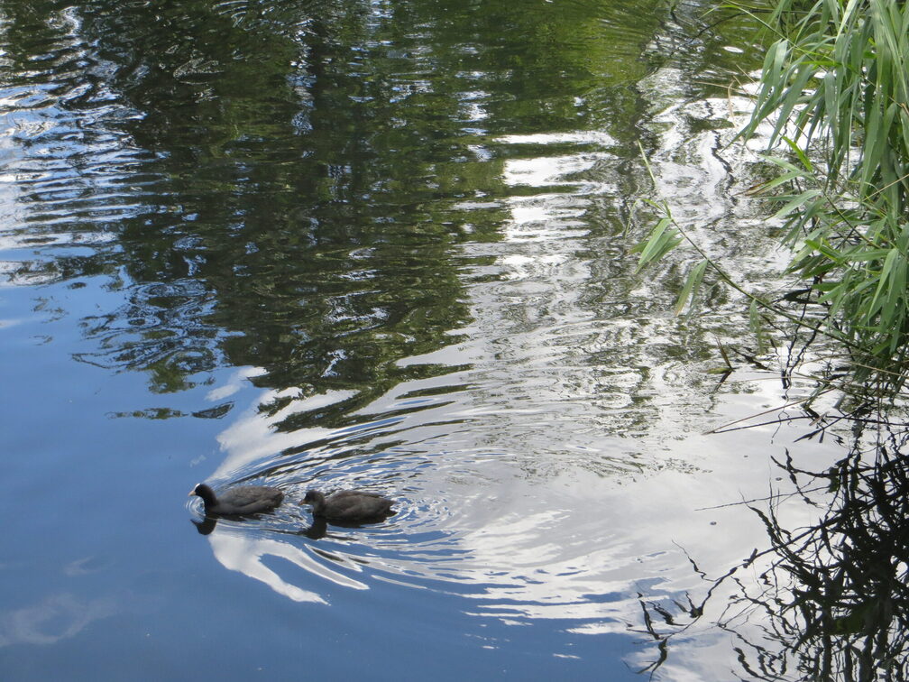 Naherholung Lerchenberg