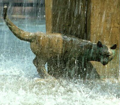 Die schleichende Katze im Wasser
