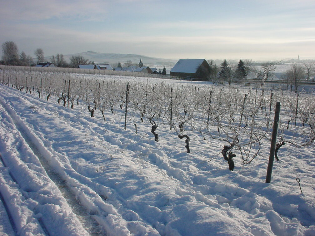 Winter in den rheinhessischen Weinbergen