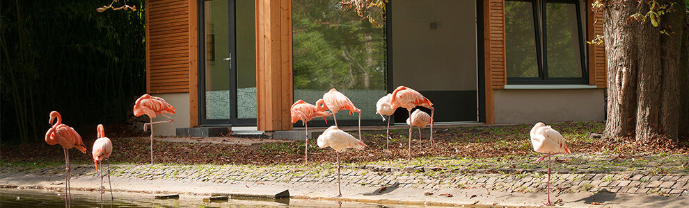 Flamingis die in der Sonne stehen