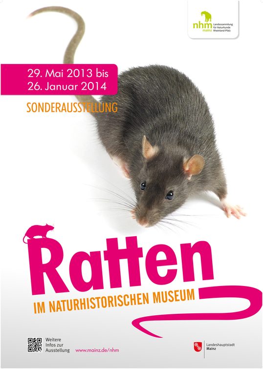 Ratas en el Museo de Historia Natural.
