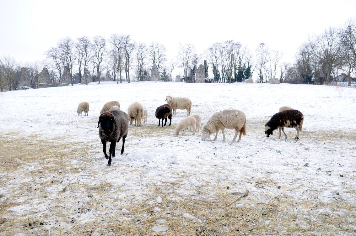 Schafe im Schnee vor den Römersteinen