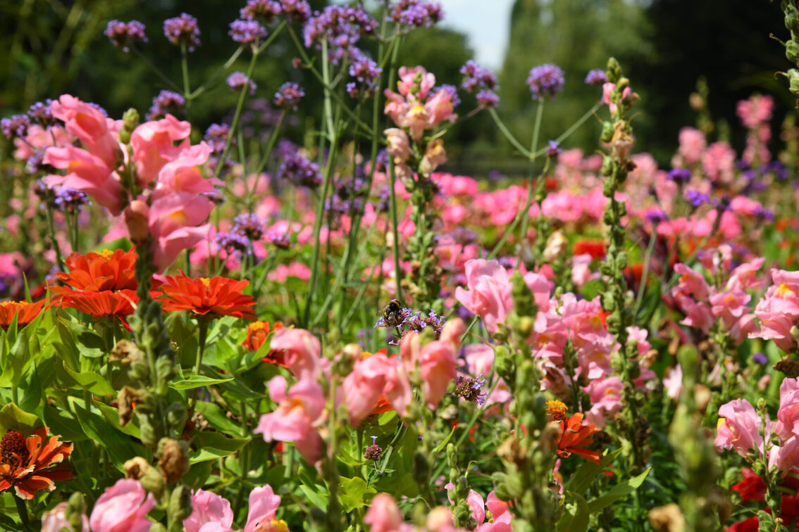 Bunte Blumen im Rosengarten des Volksparks