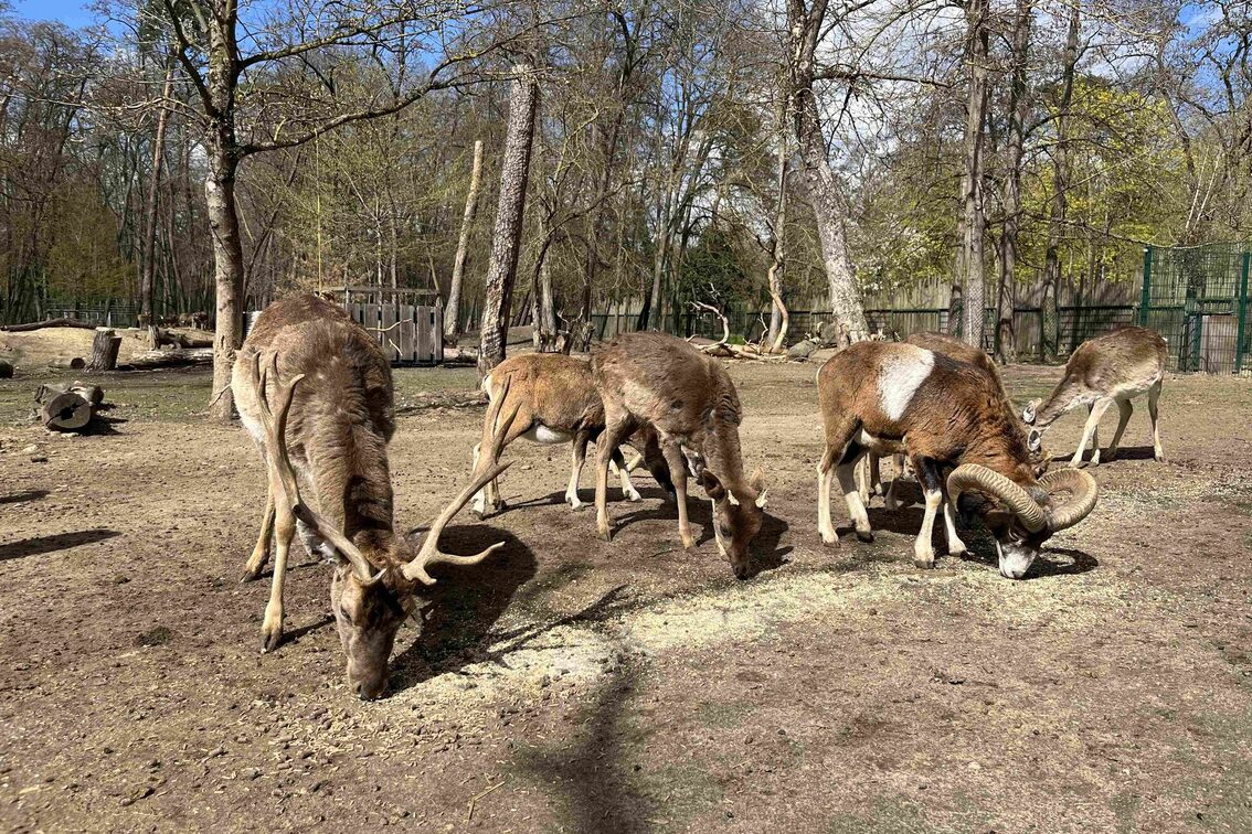 Dam- und Muffelwild am Fressen