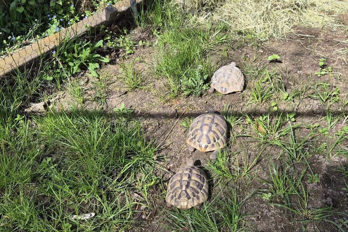 Landschildkröten