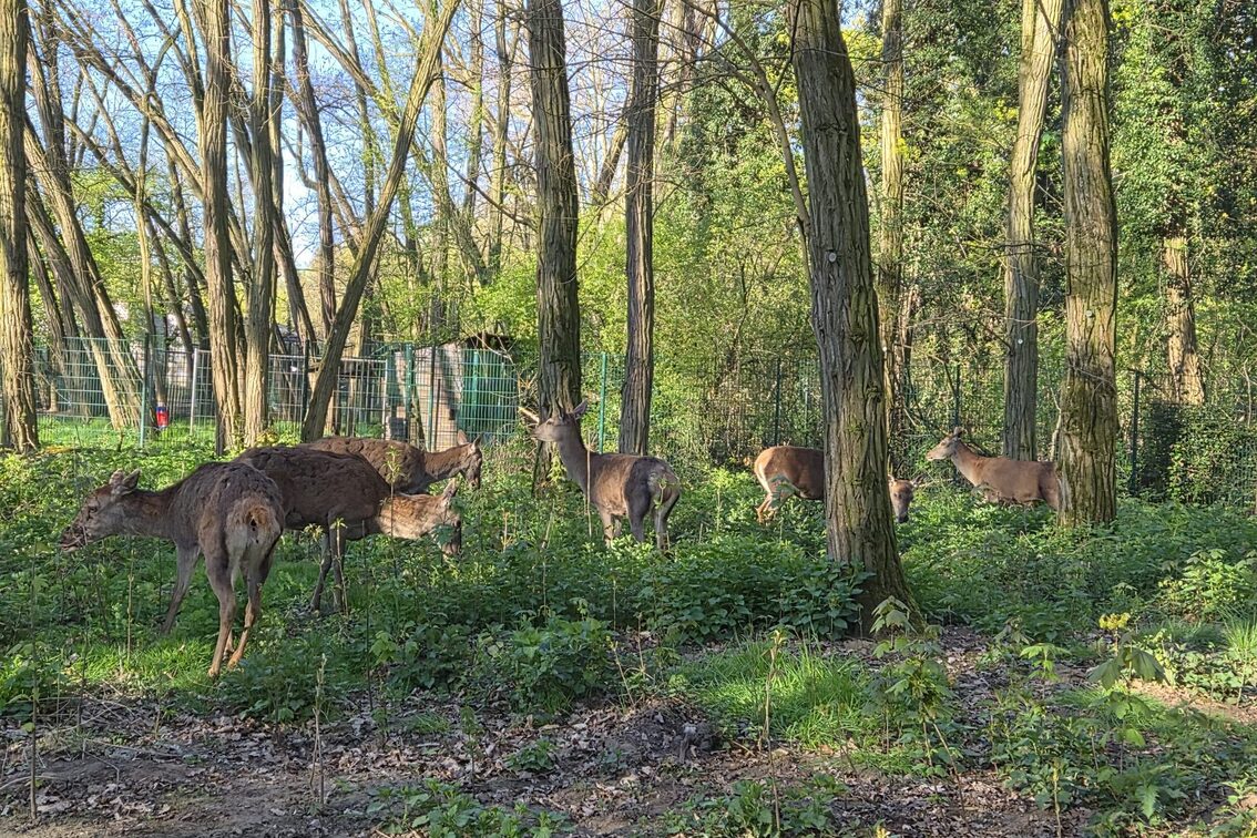 Rotwild im Frühling