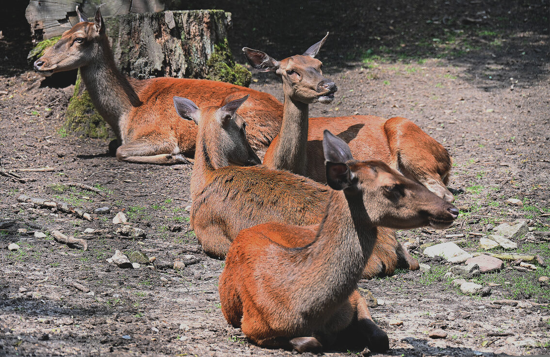 Tiere im Wildpark Gonsenheim, liegende Rehe