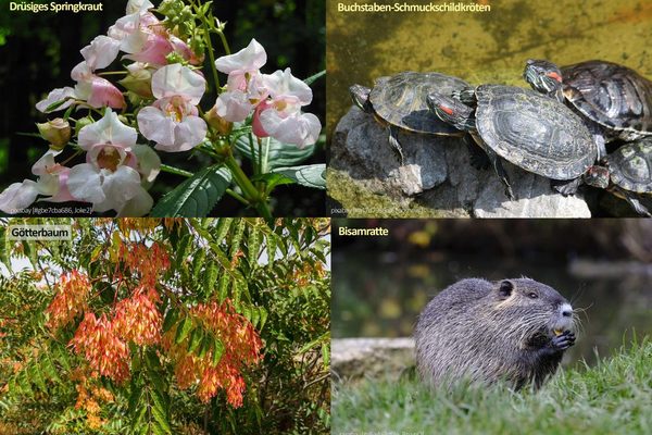 Vier verschiedene Invasive Arten aus Rheinland-Pfalz © pixabay (siehe Bild)