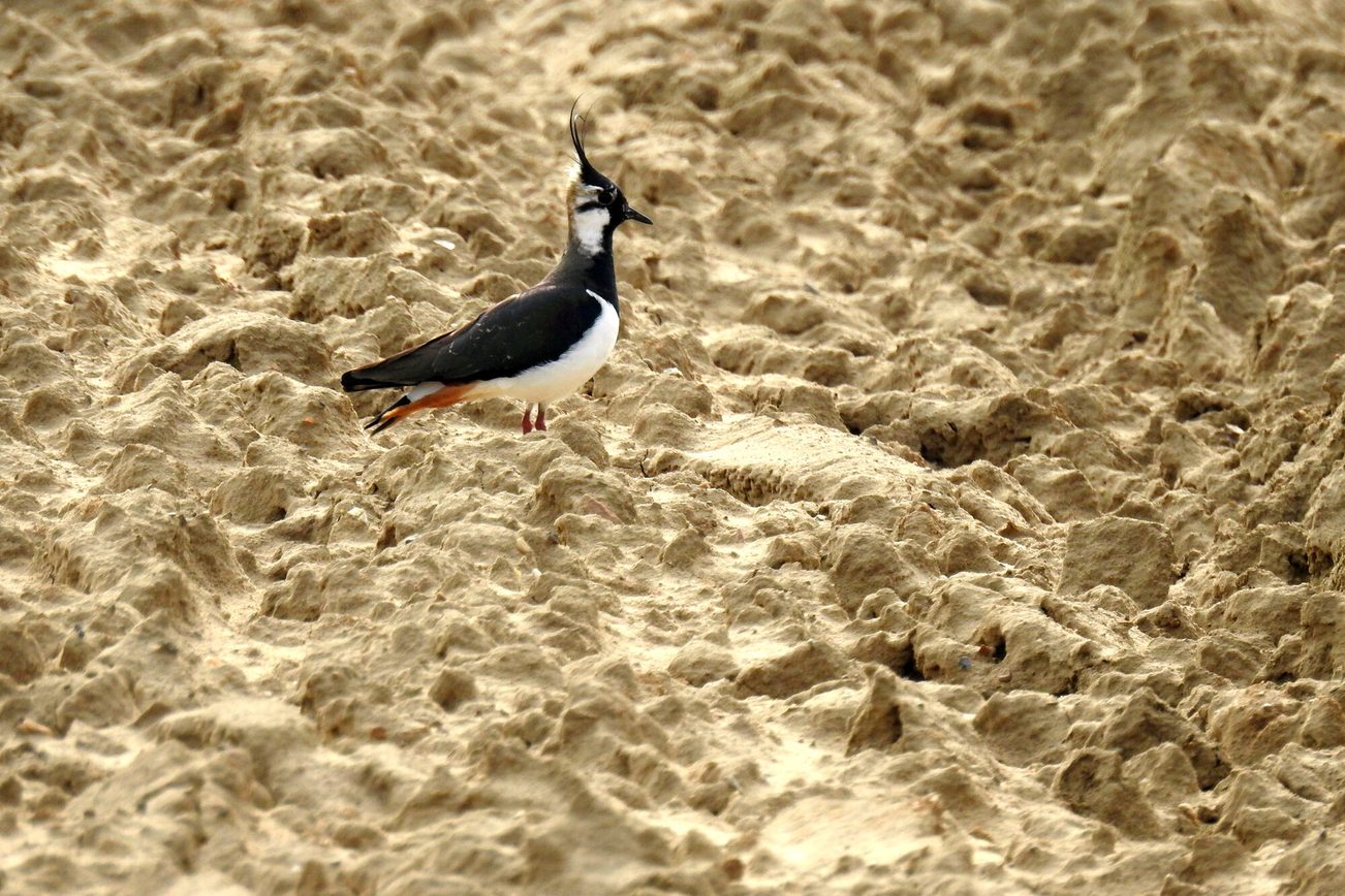 Avefría macho en espléndido plumaje