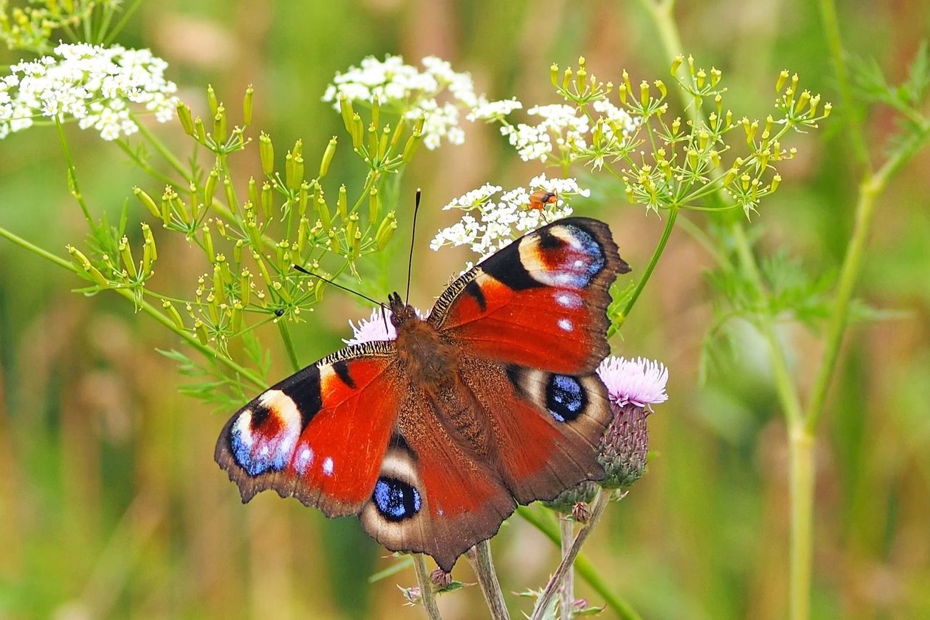 Motyl paw na kwitnącej łące owadów