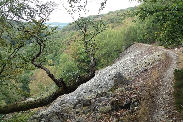 Im Urwald von morgen: Nationalpark Hunsrueck-Hochwald