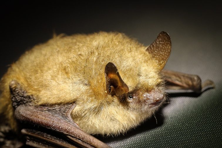 Close-up of a lying bat