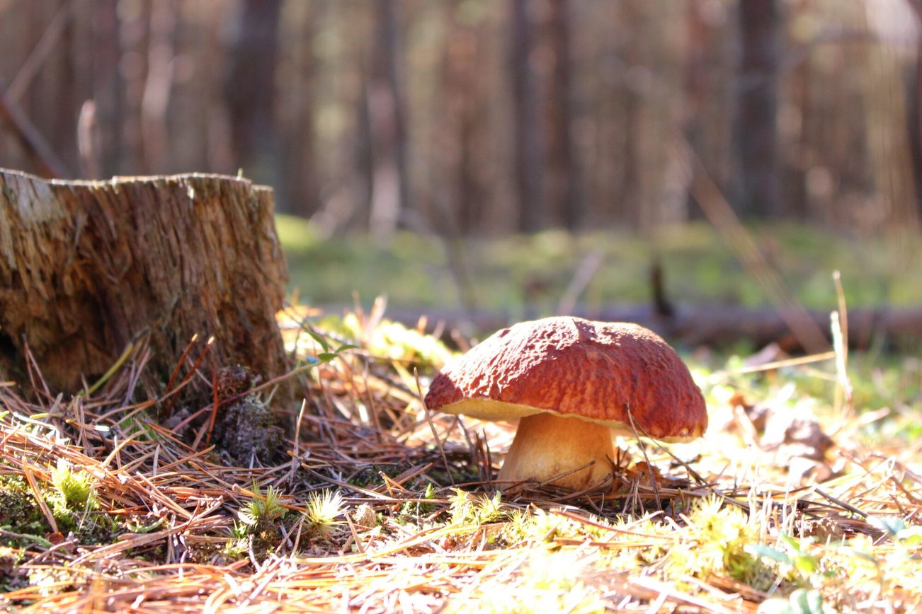 Auf Pilzexkursion im Herbst