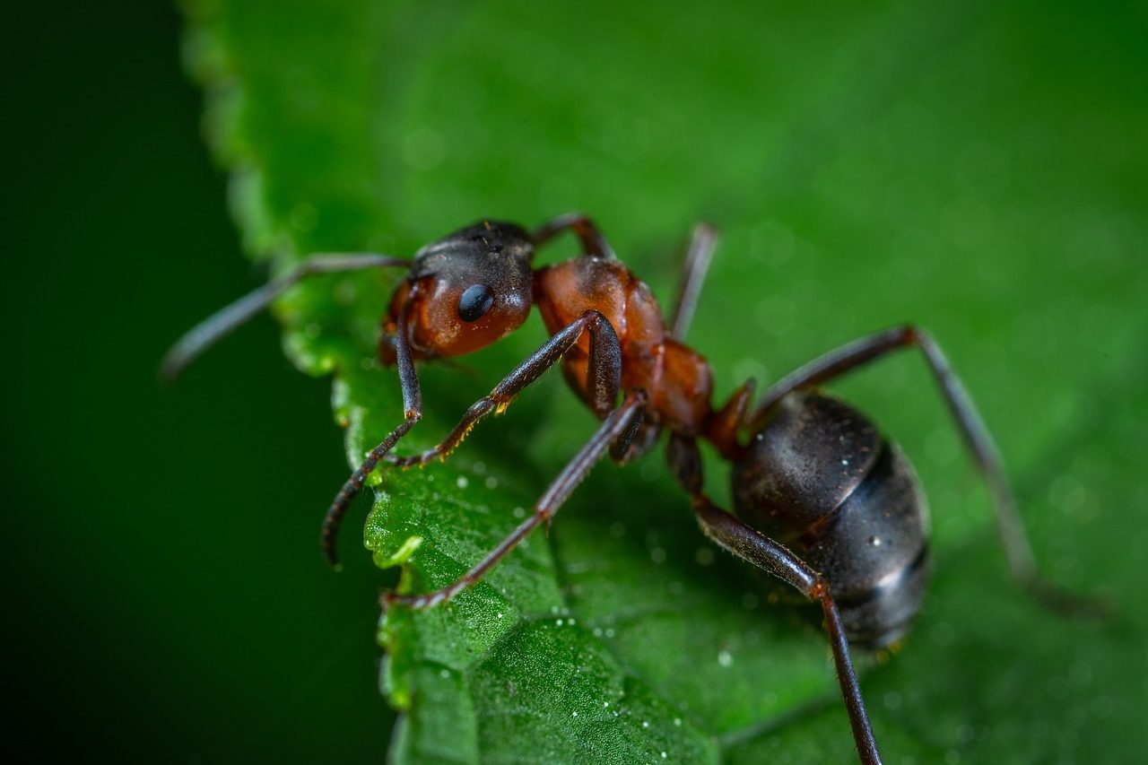 Recul des insectes : les fourmis sont aussi fortement touchées