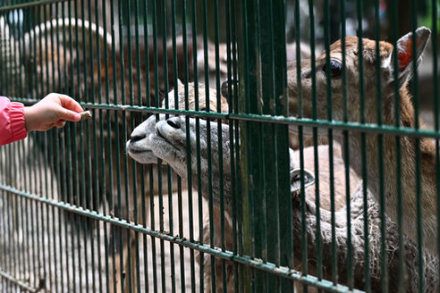 Une main d'enfant nourrit des animaux sauvages au parc animalier de Gonsenheim