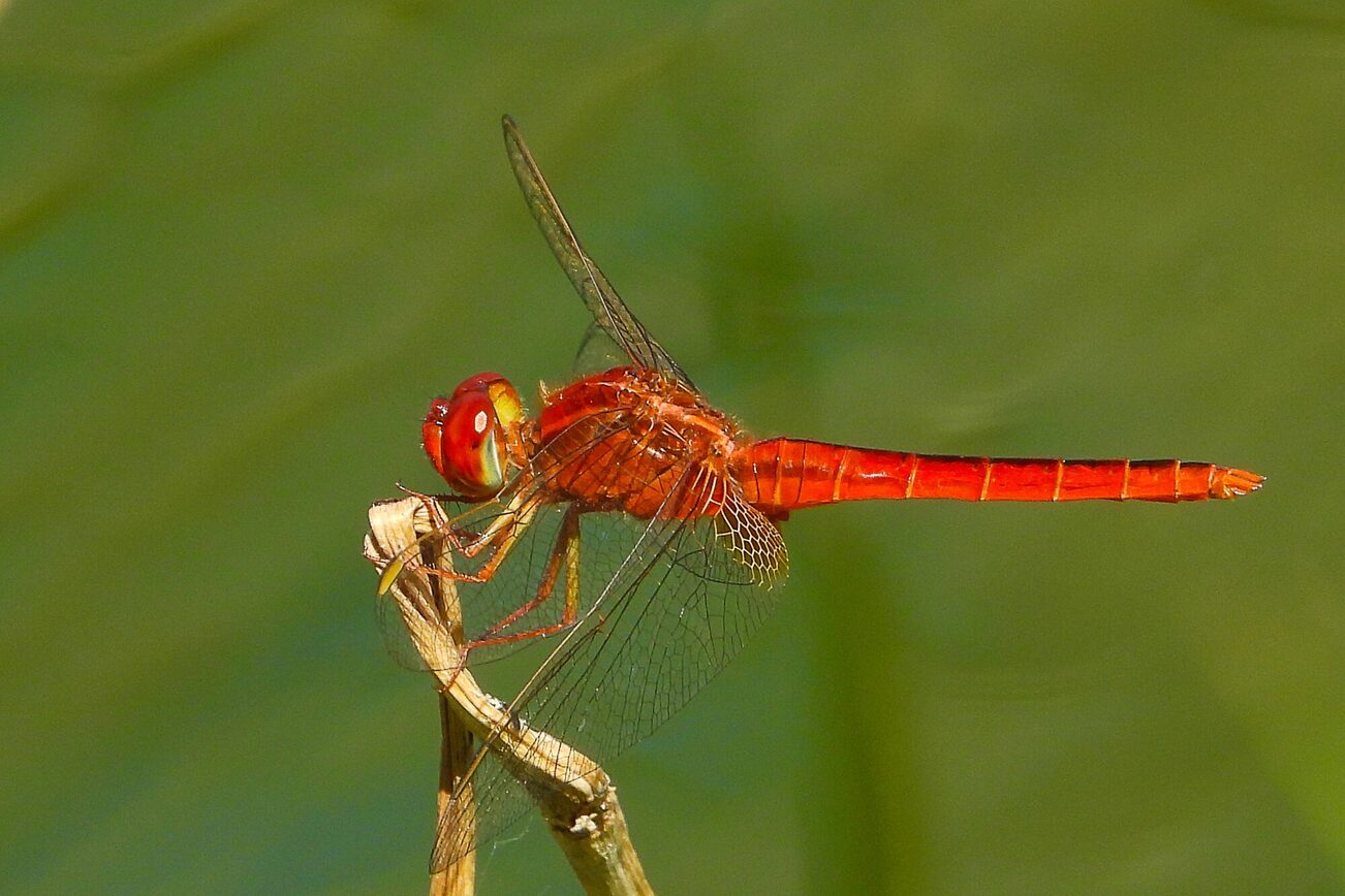 Blood red damselfly on a stalk