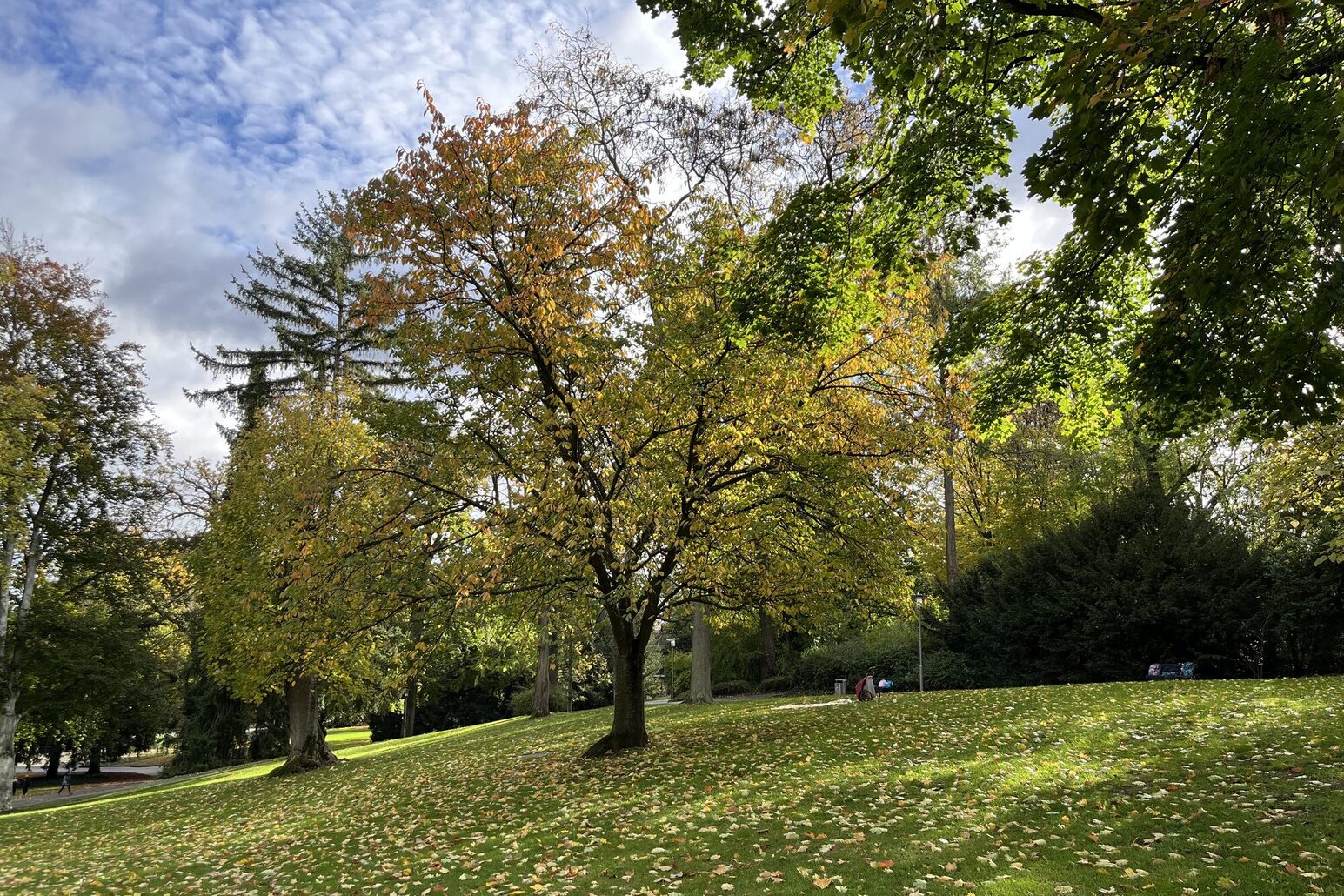 Parco cittadino in autunno