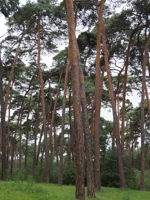 Ліс Леннеберг