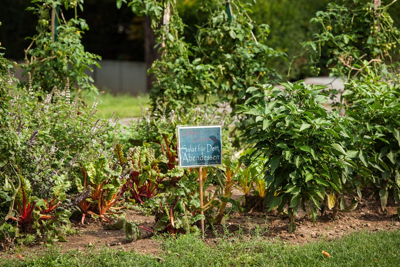 Parterre planté d'un projet d'urban gardening