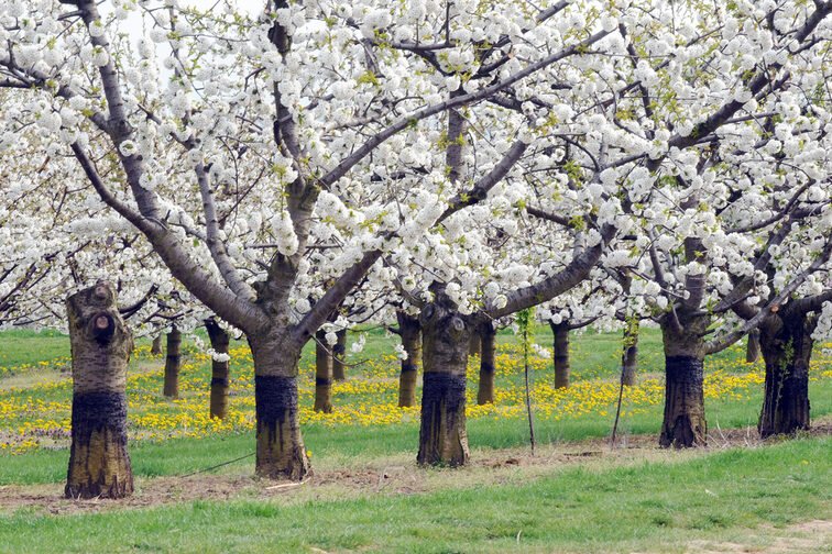 Blühende Kirschbäume