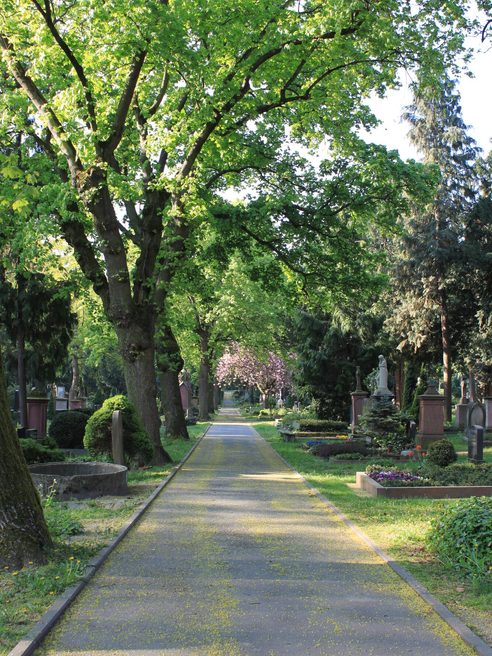 Arbres dans le cimetière principal de Mayence