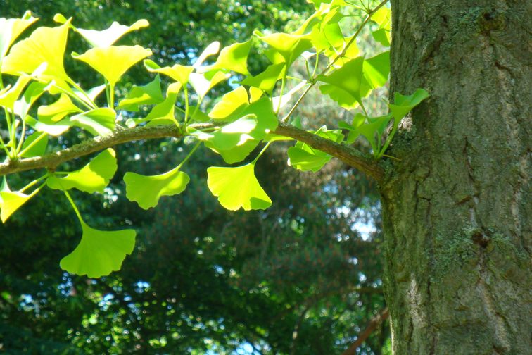 Gingko dans le cimetière forestier de Mombach