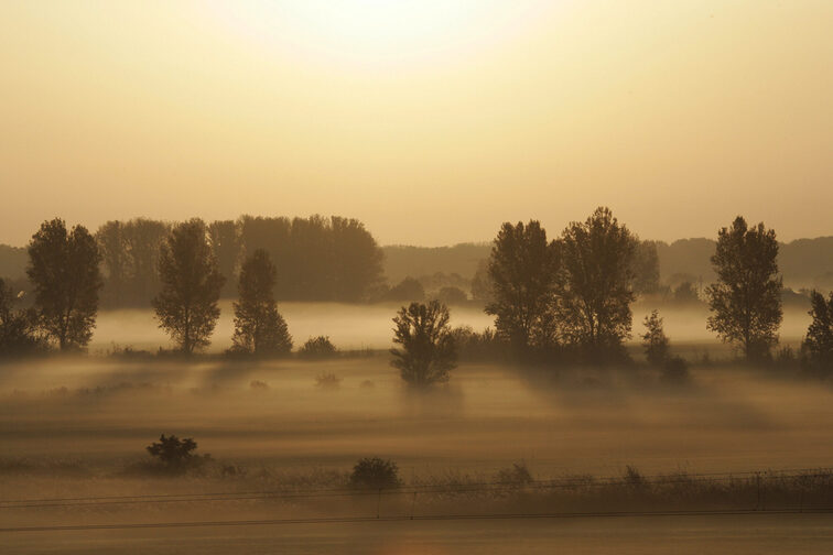 Nebel über dem Laubenheimer Ried