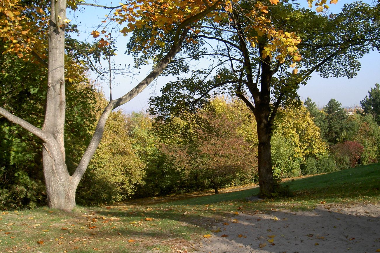 Bäume im Hartenbergpark Mainz