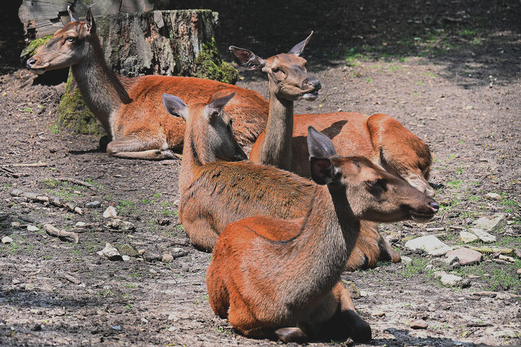 Tiere im Wildpark Gonsenheim, liegende Rehe
