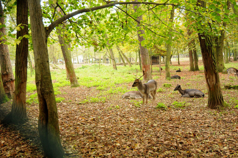 Bewohner des Wildparks Gonsenheim