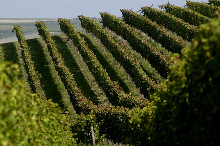 Weinberge in Rheinhessen