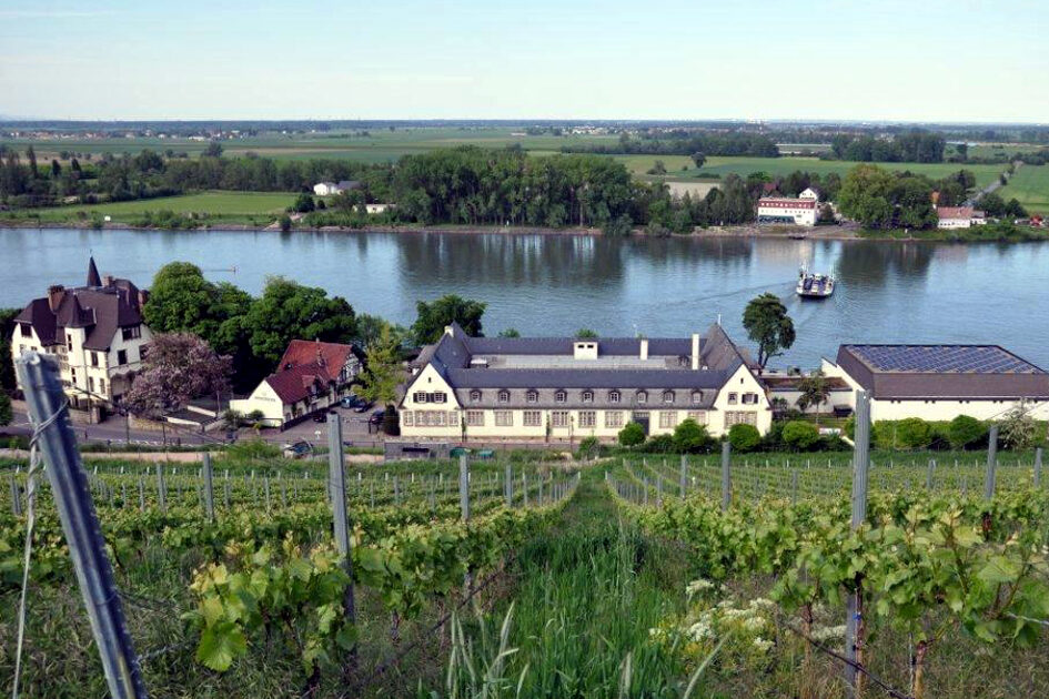 Weinberg mit Weingut