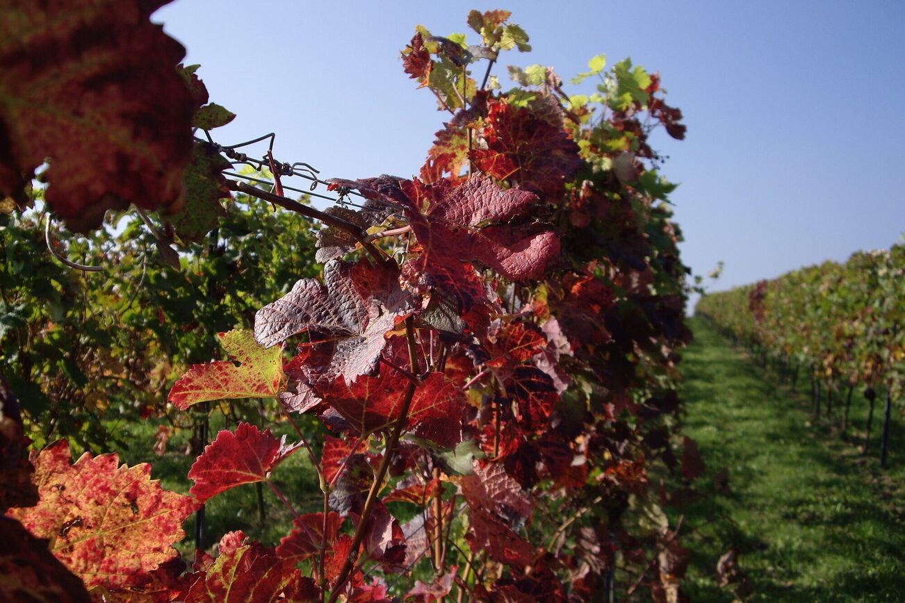 Weinreben mit rot gefärbten Blättern