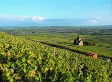 Vineyards in Rhine-Hesse