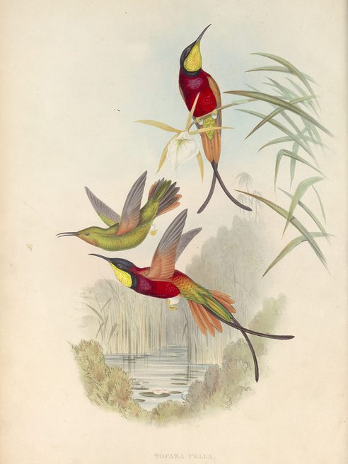 Illustrazione Colibrì