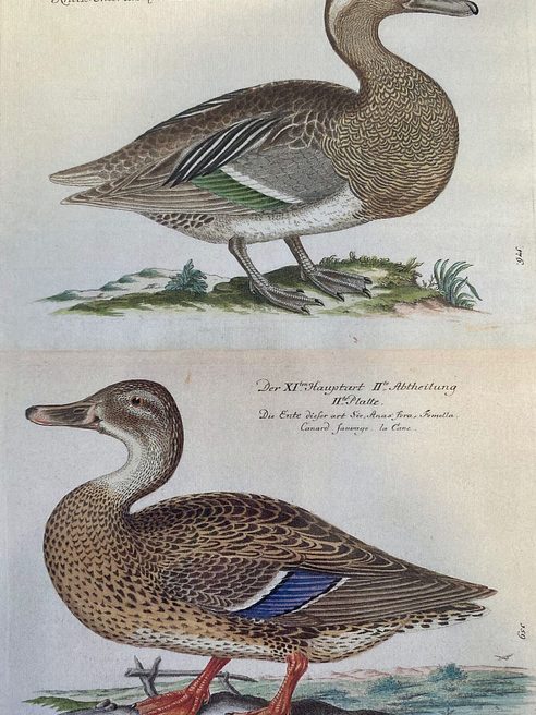 Illustrazione di anatre