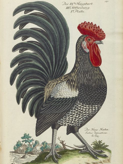 Illustrazione gallo
