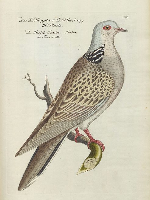 Illustrazione tartaruga colomba