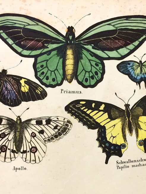 Illustrazione di farfalle