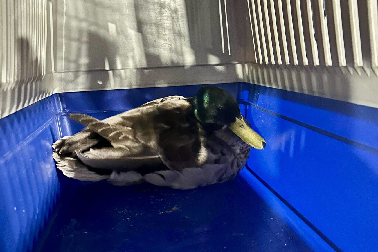 Enterich Rüdiger in der Transportbox auf dem Weg zum Tierarzt.