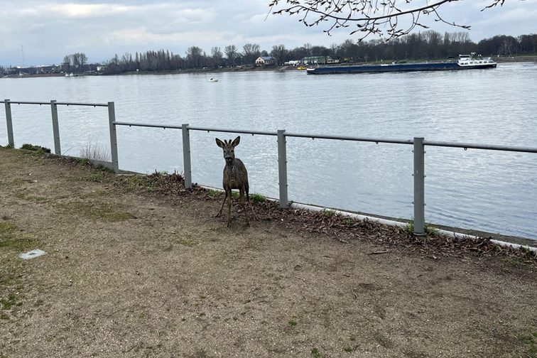 A deer on the banks of the Rhine.