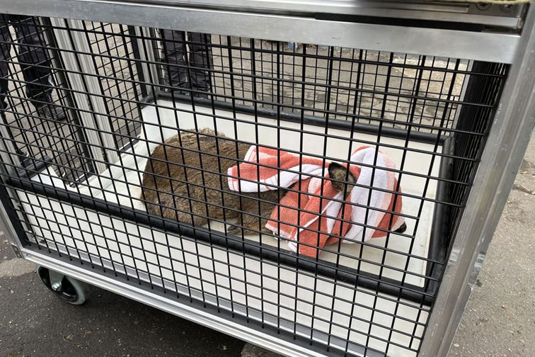 The captured deer in a transport box.