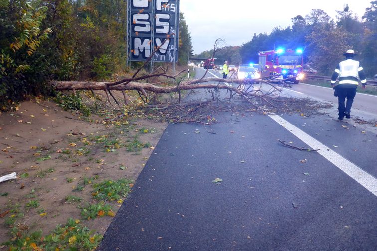 Albero caduto sulla carreggiata e su parte della corsia.