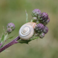 Fotoreihe: Schnecken im Klimawandel