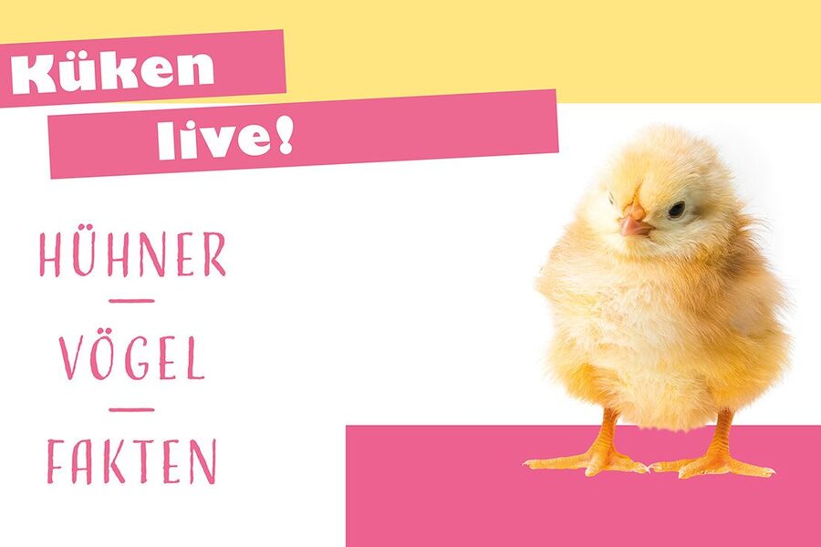 Küken live!